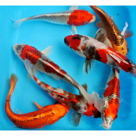 Koi (japon)