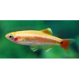 Tetras