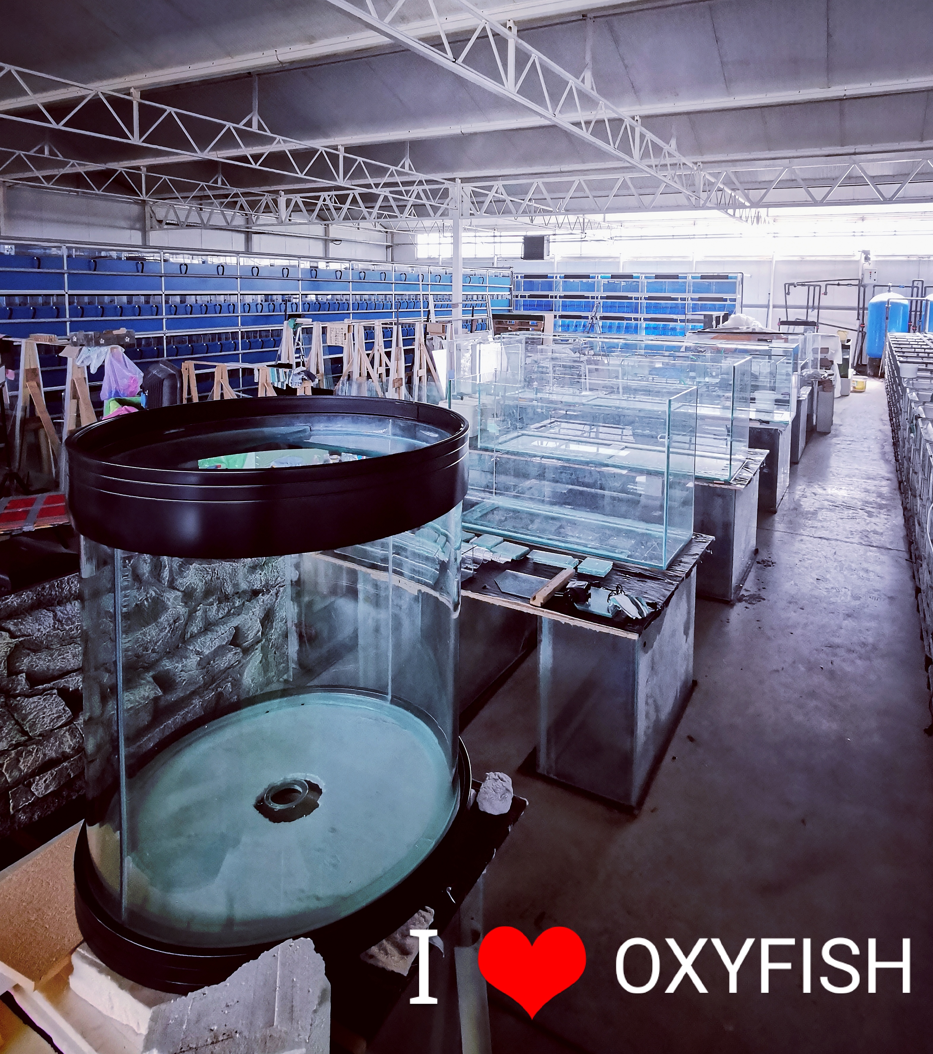 Oxyfish