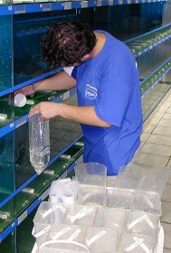 Préparation des commandes de poisson chez Oxyfish à Verlinghem