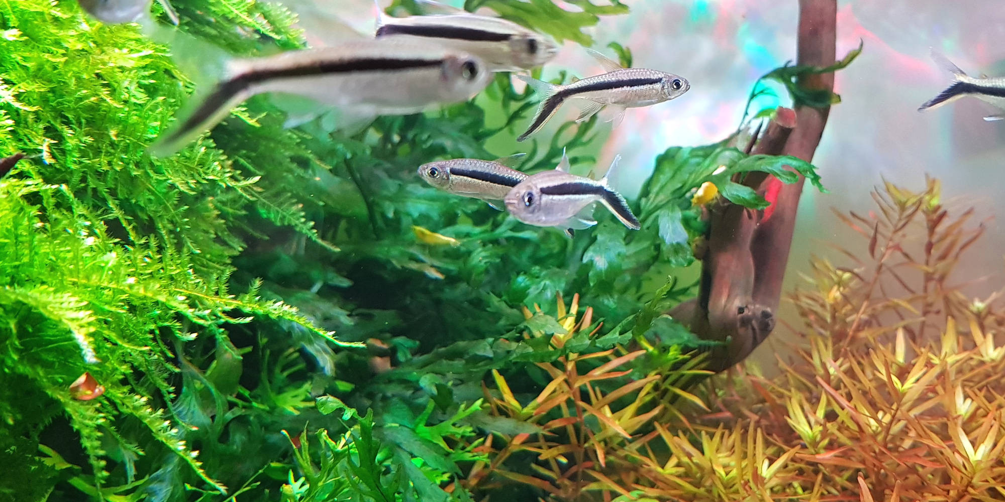 Vente en ligne de poisson vivant pour aquarium et bassin by Oxyfish
