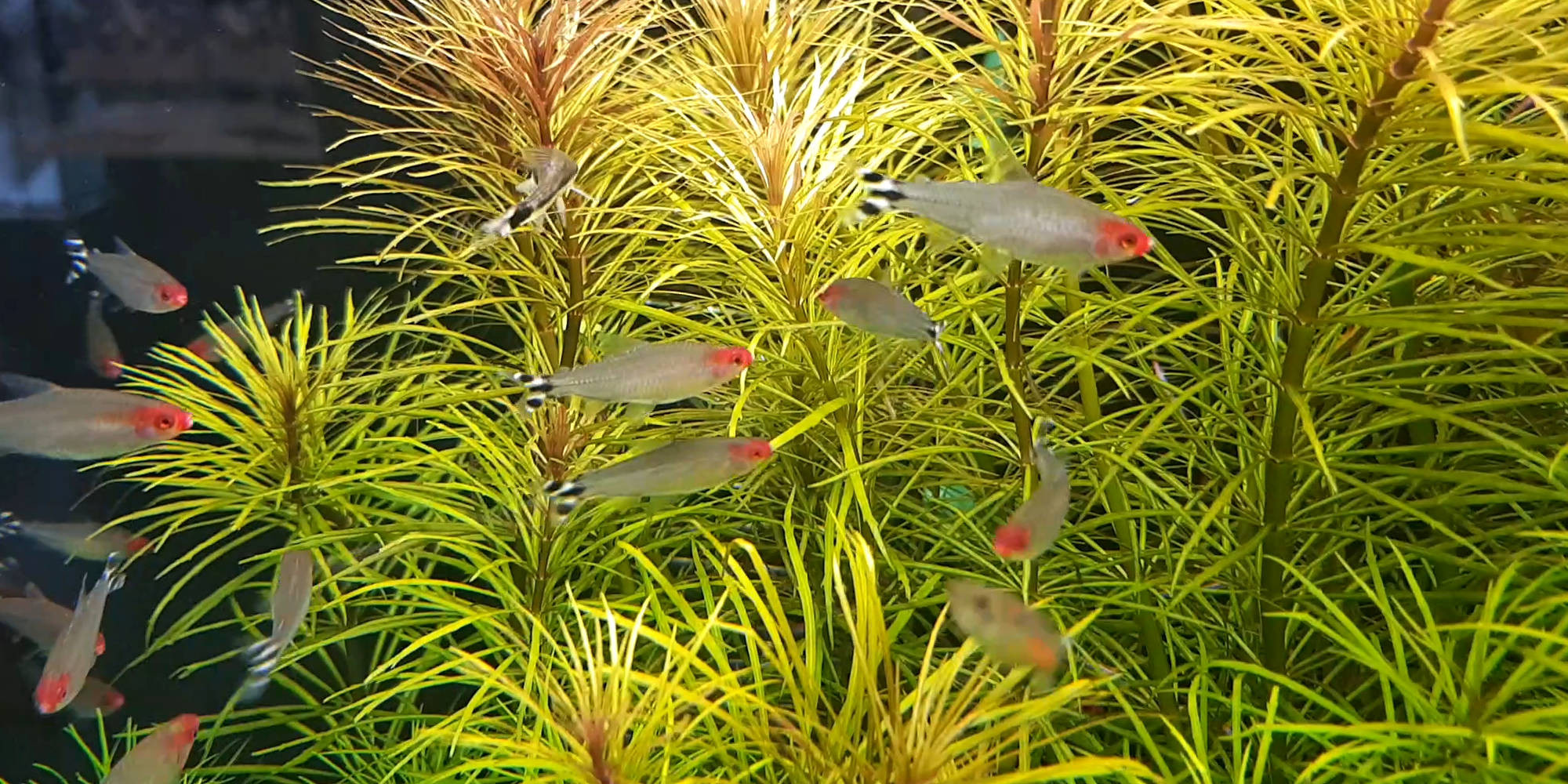 Poissons et plantes pour aquarium, Oxyfish vente en ligne de poissons vivants